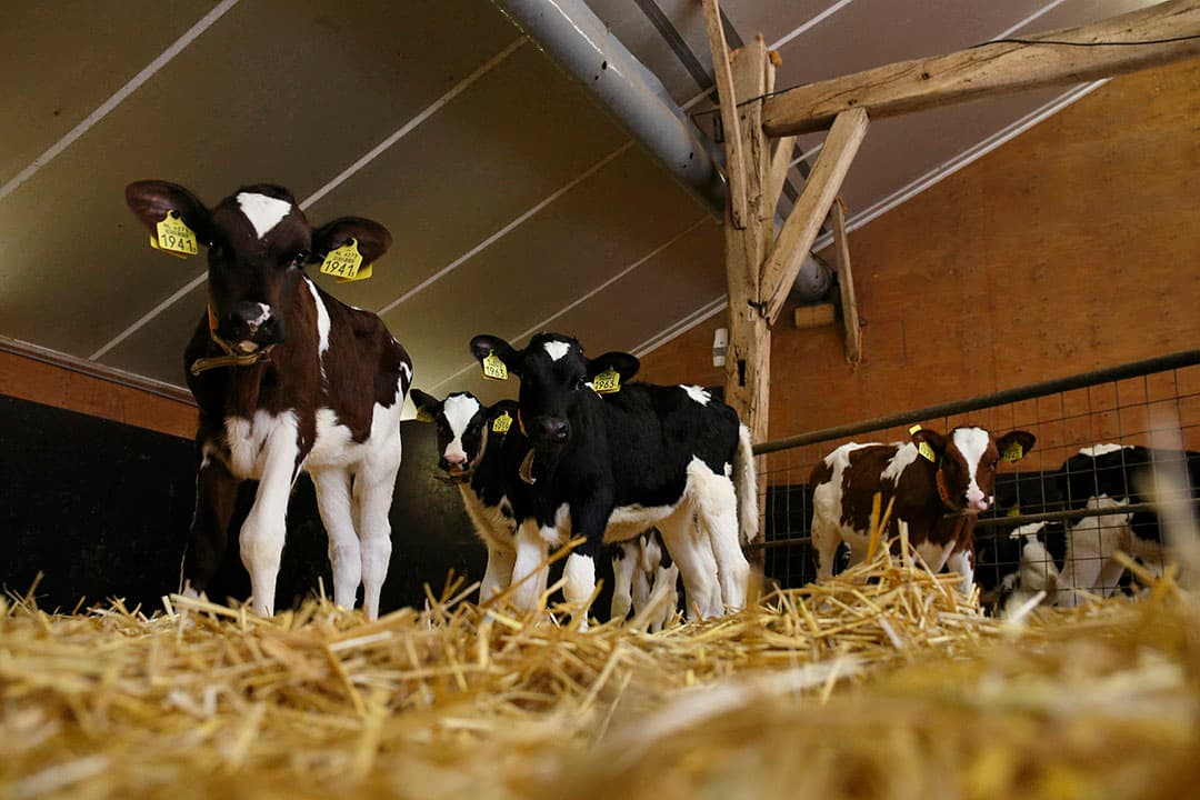 De fokwaarden van de stieren worden elke 4 maanden geactualiseerd. De genetische aanleg en dochterinformatie geven de fokwaarde steeds meer betrouwbaarheid waardoor gericht vrouwelijke nakomelingen kunnen worden gefokt - foto Hans Prinsen.