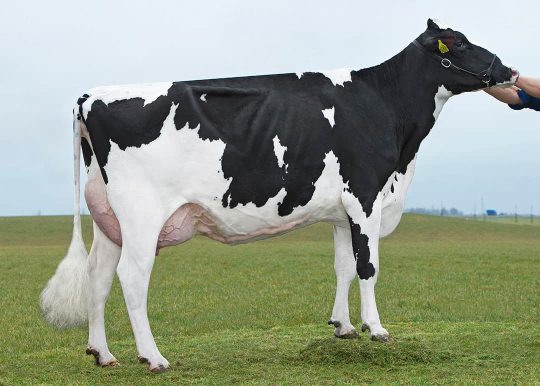 Delta Suze gaf in de tweede lactatie in 292 dagen 11.354 kilo melk met 4,54% vet en 3,67% eiwit.