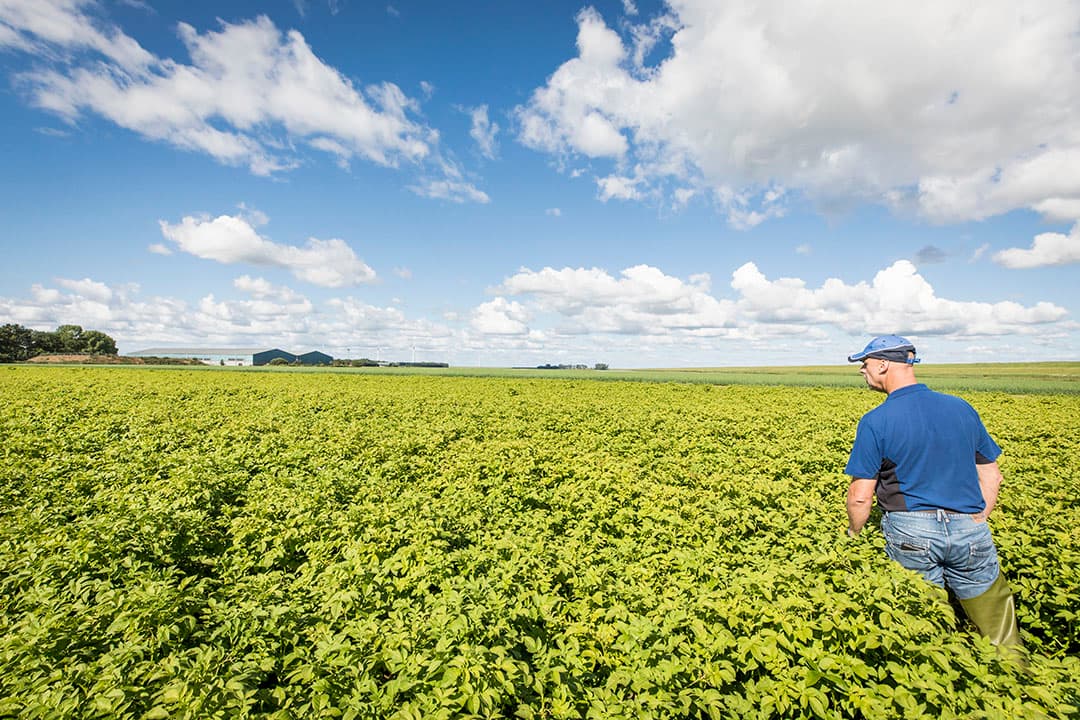 Veldkeuring van pootaardappelen. - Foto; Koos Groenewold