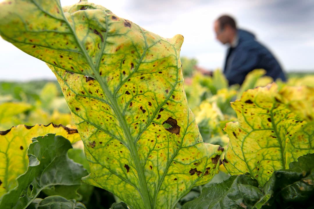 Akkerbouw: neonicotinoïden onmisbaar in bieten