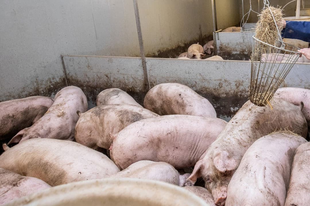 Foto: Herbert Wiggerman