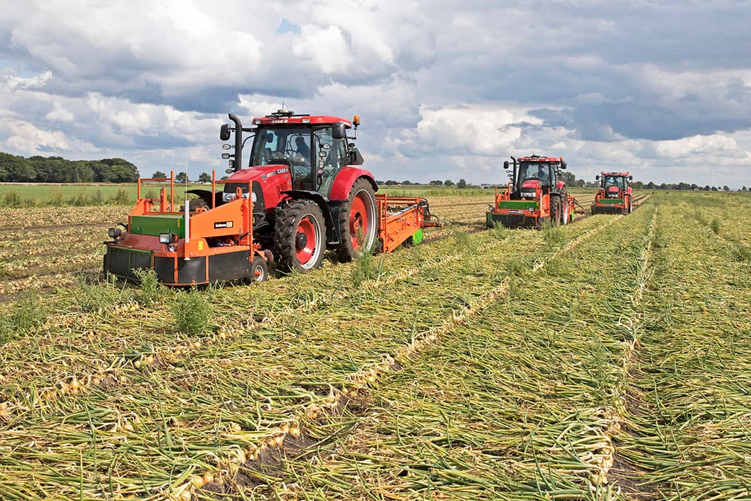 Rooien van uien. Het optimale oogstmoment is wanneer de uien nog 30% groen loof hebben. - Foto: Koos van der Spek