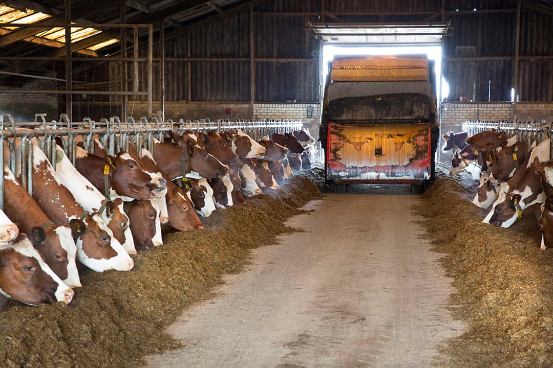 Foto: Koos Groenewold