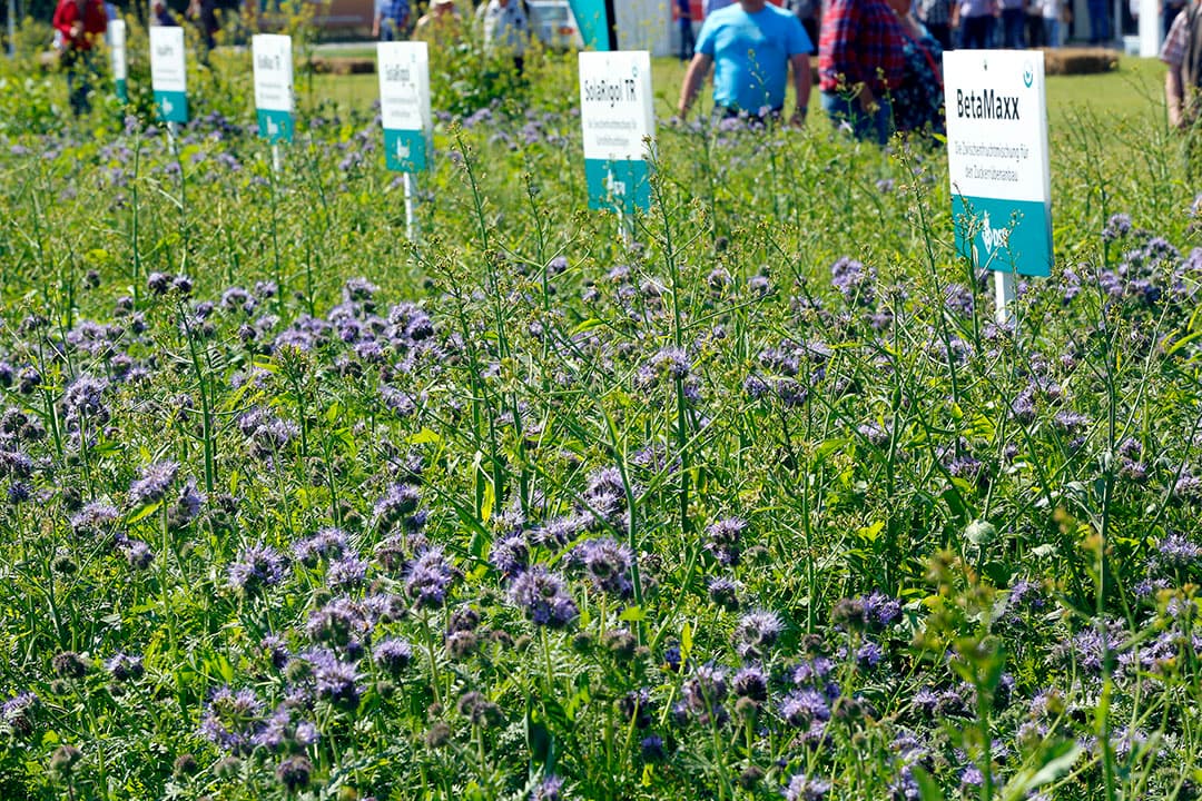 Demoveld groenbemesters. Mengsels geven een extra stimulans aan het bodemleven. - Foto: Henk Riswick