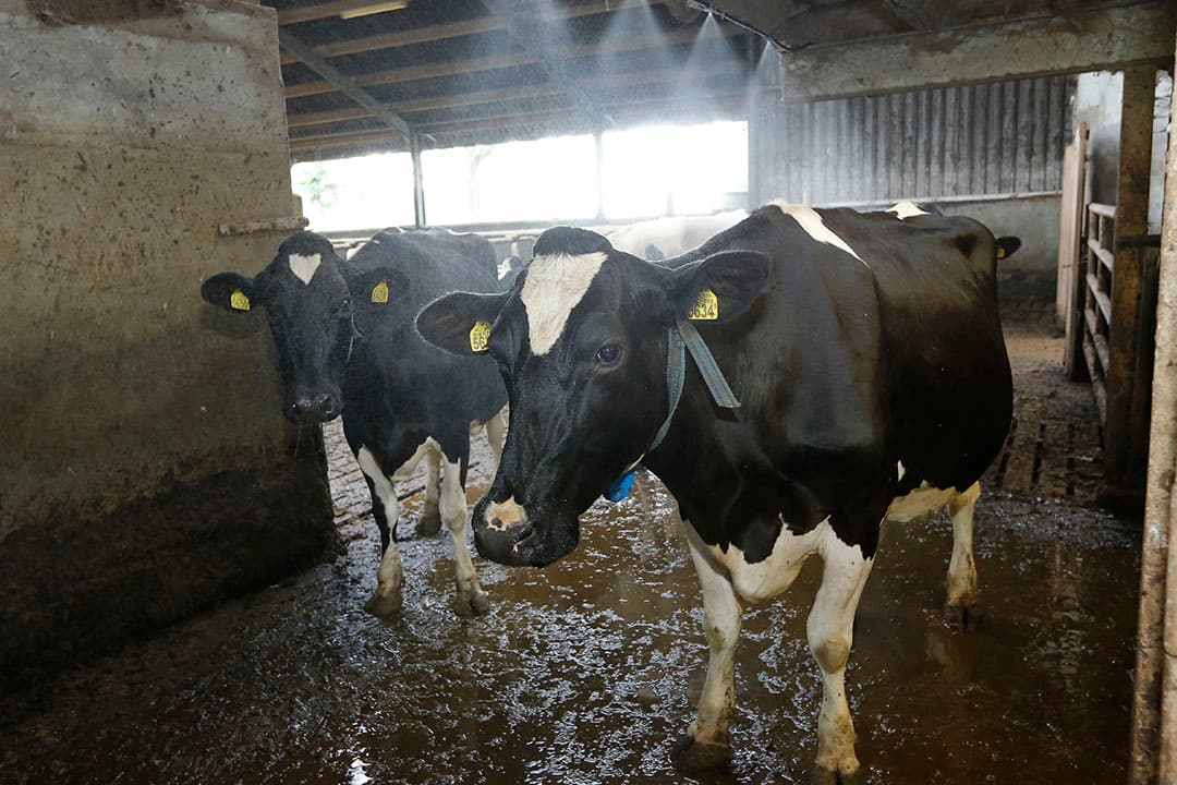 Een verfrissende douche voor koeien. - Foto: Henk Riswick