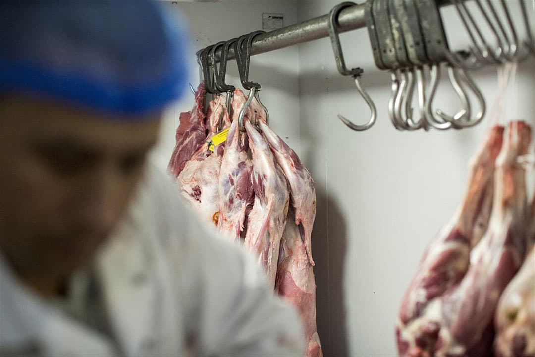 Moslims slachten voor het Offerfeest traditie getrouw onverdoofd een dier. - Foto: ANP