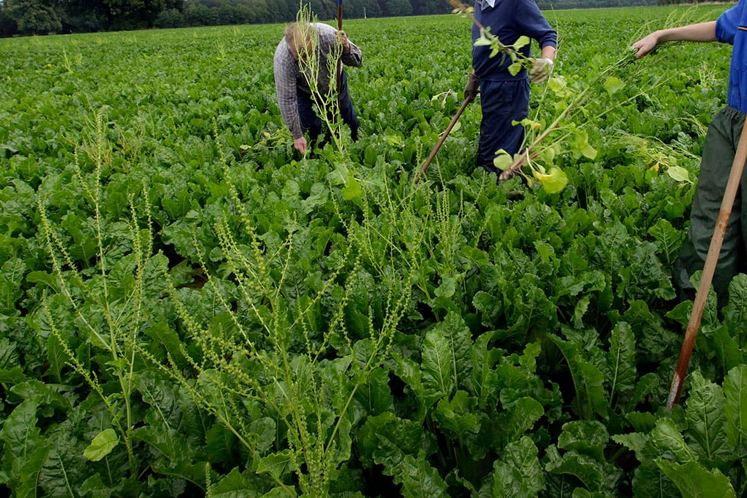 Schoffelen van schieters in suikerbieten. - Foto: Henk Riswick