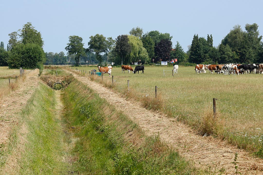 Foto: Henk Riswick
