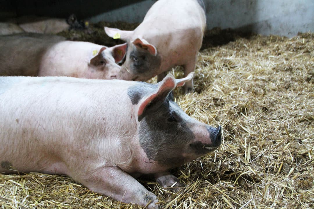 Foto: Boerderij