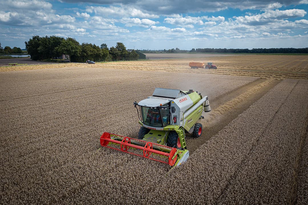 Woensdagmiddag 29 juli, wintertarwe dorsen in Steenbergen (West-Brabant). Willem Hack van loonbedrijf Hack Harvest spreekt van een gemakkelijke, mooi gespreide oogst.