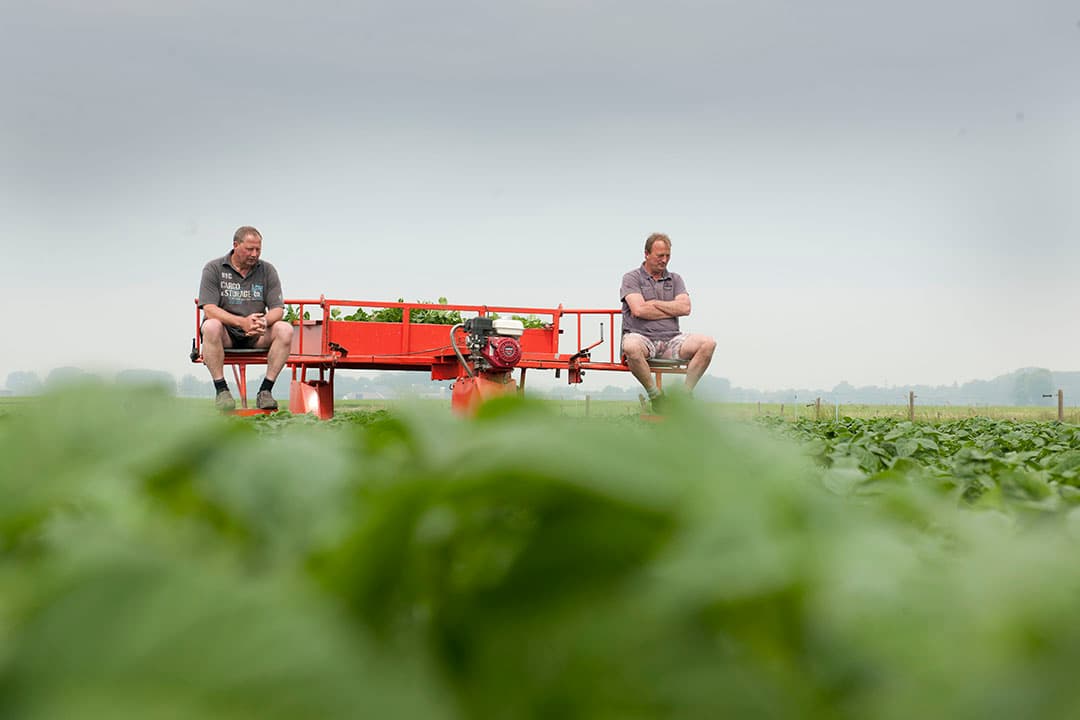 Zzp er's op de selectiewagen tussen de aardappelen. - Foto: Mark Pasveer