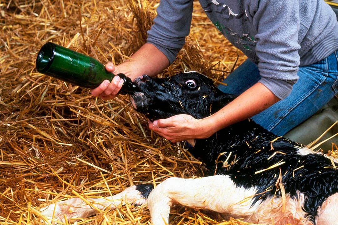 Pasgeboren kalf krijgt eerste biest. - Foto: Theo Tangelder