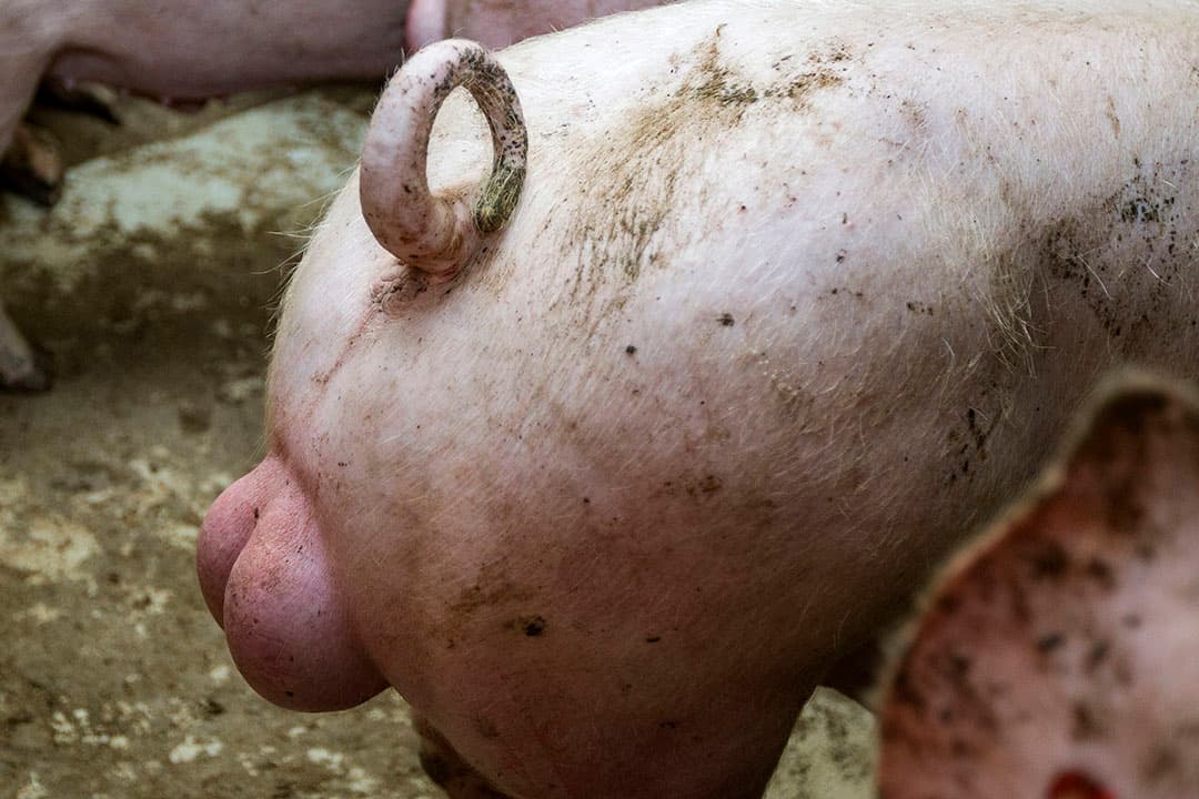 In hoeverre intacte beren de norm wordt in Frankrijk, is nog onzeker. - Foto: Ronald Hissink