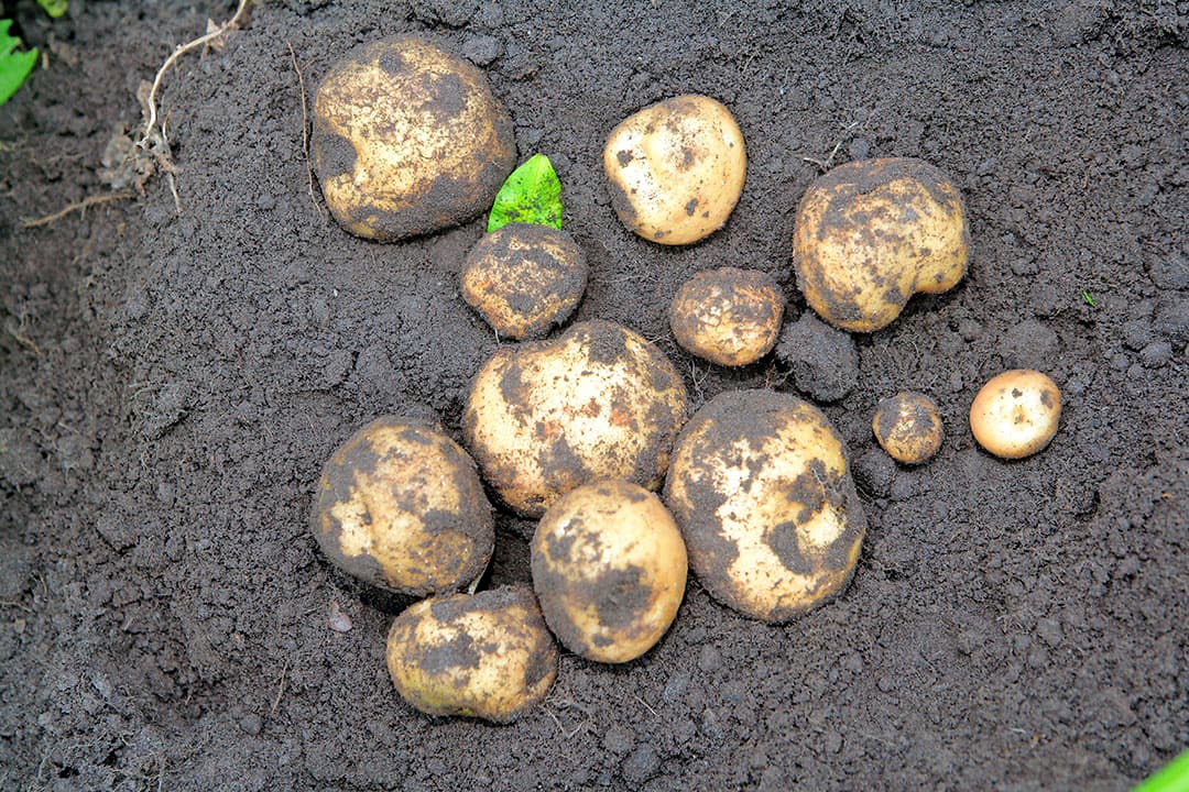 De opbrengsten van het vroege fritesaardappelras Amora vallen tegen. - Foto: Henk Riswick