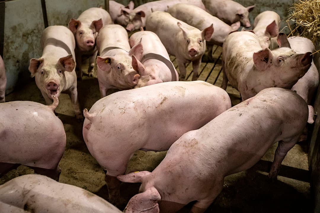 Emissiebeperking is vooral bereikt op het gebied van mestmanagement in de varkenshouderij en door emissie-arme bemestingstechnieken. Foto: Ronald Hissink
