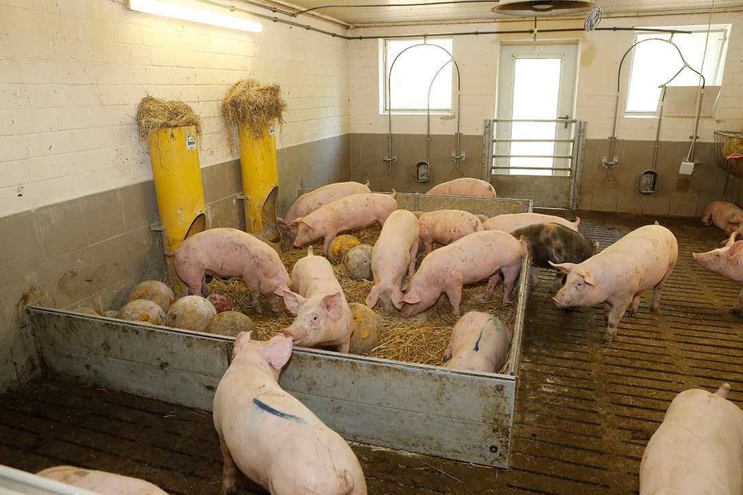 Varkens in een hok met diverse speelmogelijkheden. Wageningse onderzoekers bekeken de langetermijneffecten op varkens van een gangbaar  kaal  hok vergeleken met een verrijkt hok. - Foto: Henk Riswick