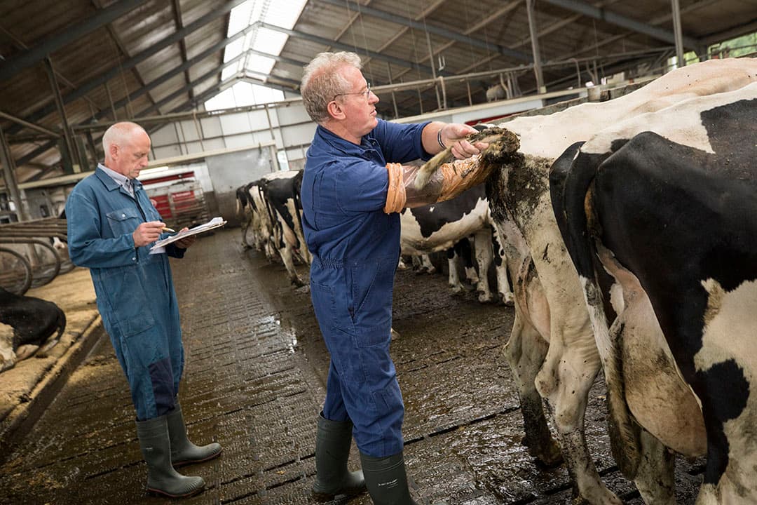 Foto Koos Groenewold.