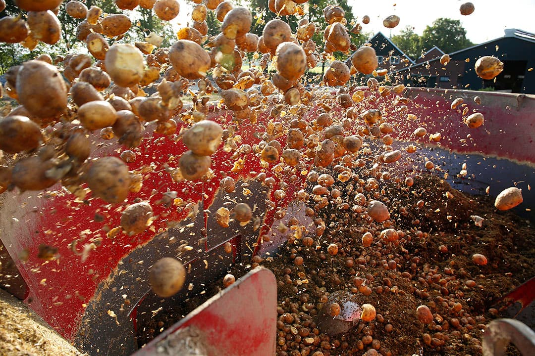 Aardappelen in een mengvoerwagen. In Nederland gaat nog geen nieuwe oogst de vergister in, omdat de mogelijkheid bestaat om aardappelen aan koeien te voeren. - Foto: Hans Prinsen