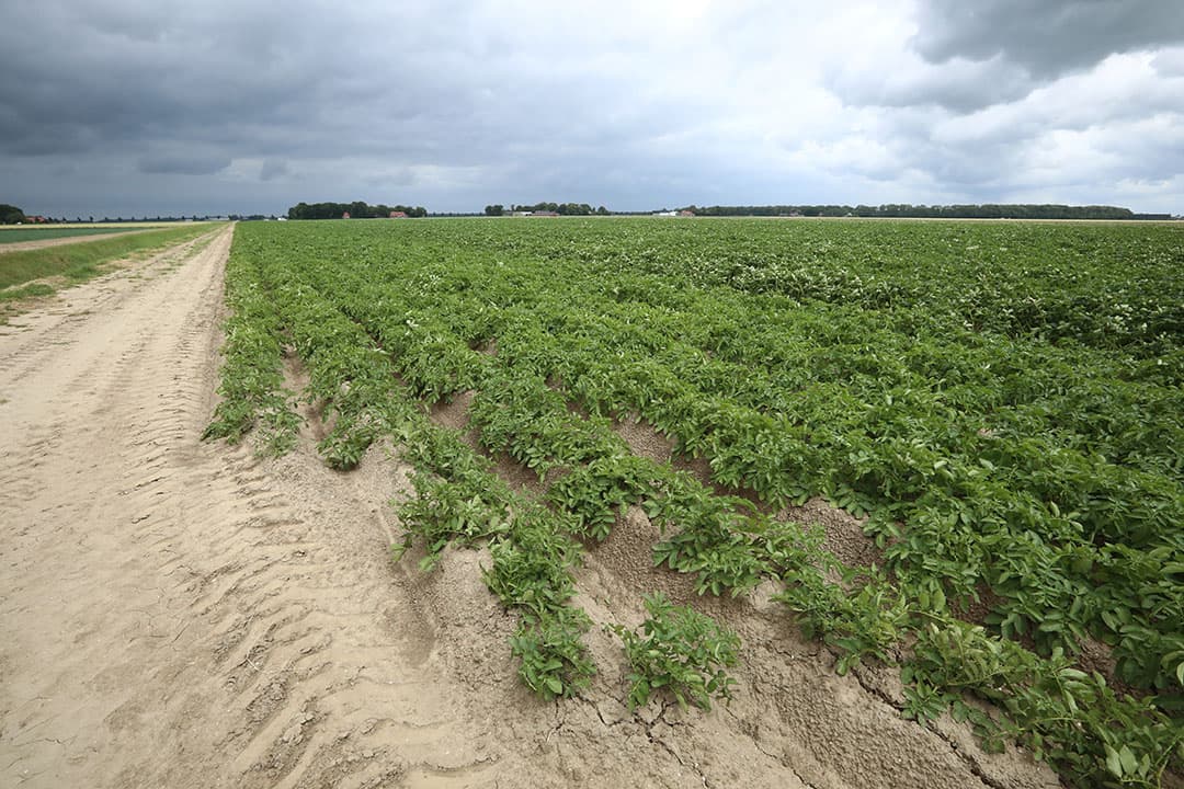 Foto: Henk Riswick