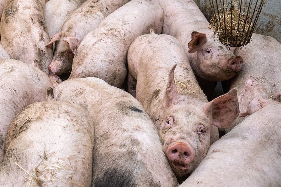 Foto: Herbert Wiggerman