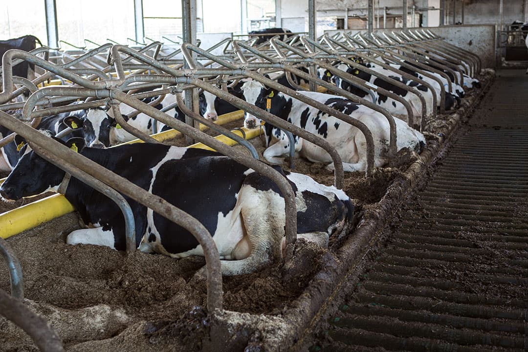 Rots Dairy kreeg eerder dit jaar toestemming van de gemeente Asten voor de bouw van een nieuwe stal. - Foto: Peter Roek