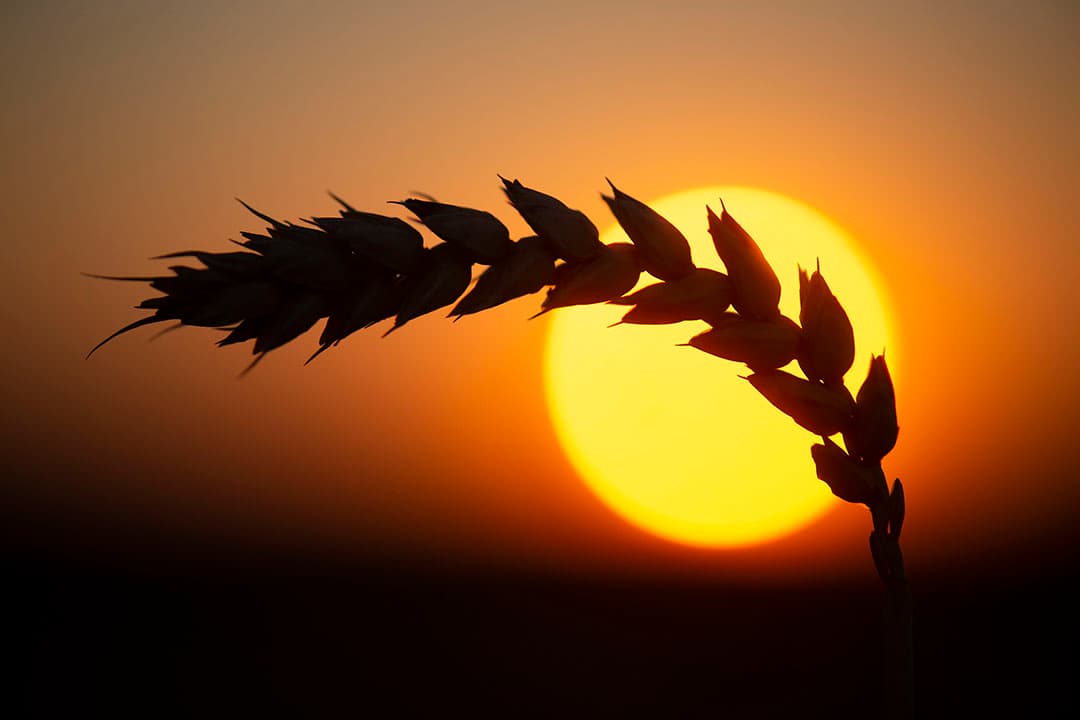 De tarwe-aar is mooi vol en de ondergaande zon maakt dit een uiterst romantisch plaatje. - Foto: Twan Wiermans