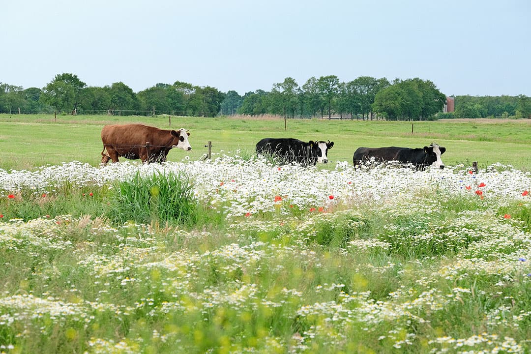 Foto: Jan Willem van Vliet