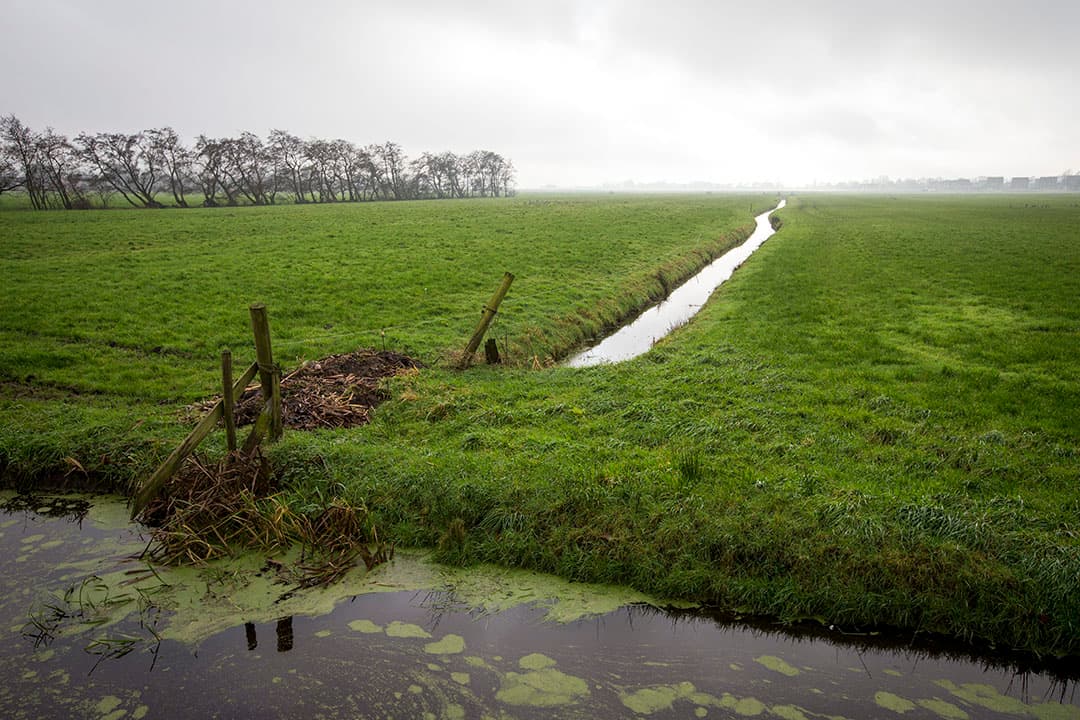 Foto: Anne van der Woude