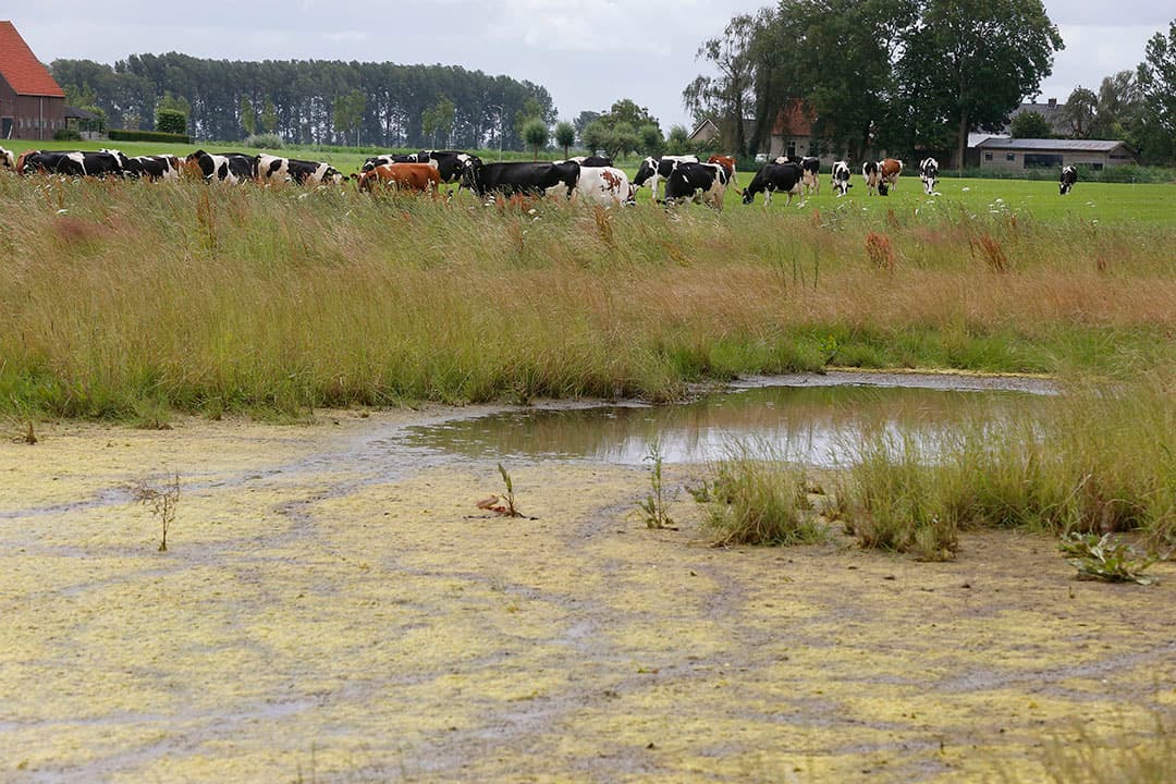 Een van de adviezen betreft het landelijk gebied. Daar spelen grote opgaven stelt het RLi nog eens vast, het beschermen van de biodiversiteit. Foto: Hans Prinsen