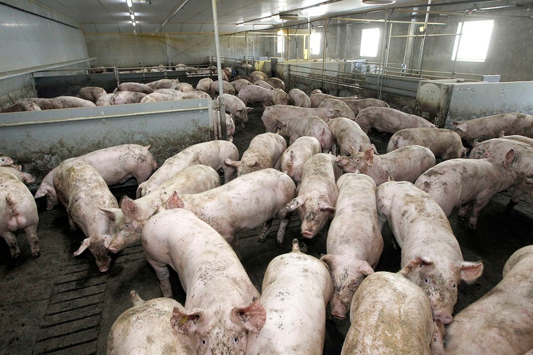 Varkens op weg naar slachterij. - Foto: Bert Jansen