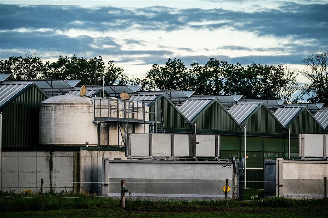 Een met het coronavirus besmette nertsenfokkerij in het Limburgse Vredepeel. - Foto: ANP