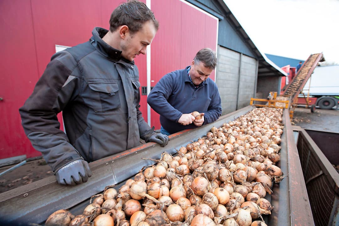 Afleveren van uien. Nederland zette afgelopen seizoen veel uien af. Het werd een recordhoeveelheid. - Foto: Hans Banus