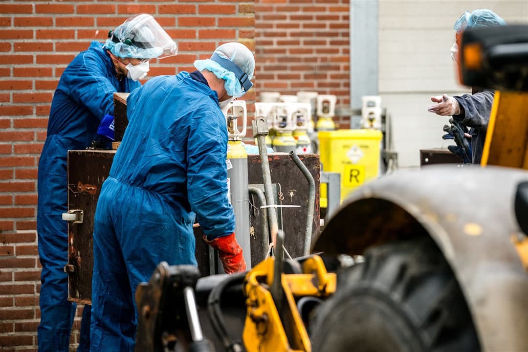 Medewerkers van de NVWA zijn bezig met het ruimen van nertsen op een met het coronavirus besmette nertsenfokkerij. - Foto: ANP