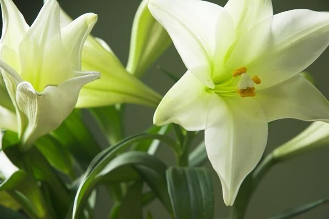 Foto: Canva