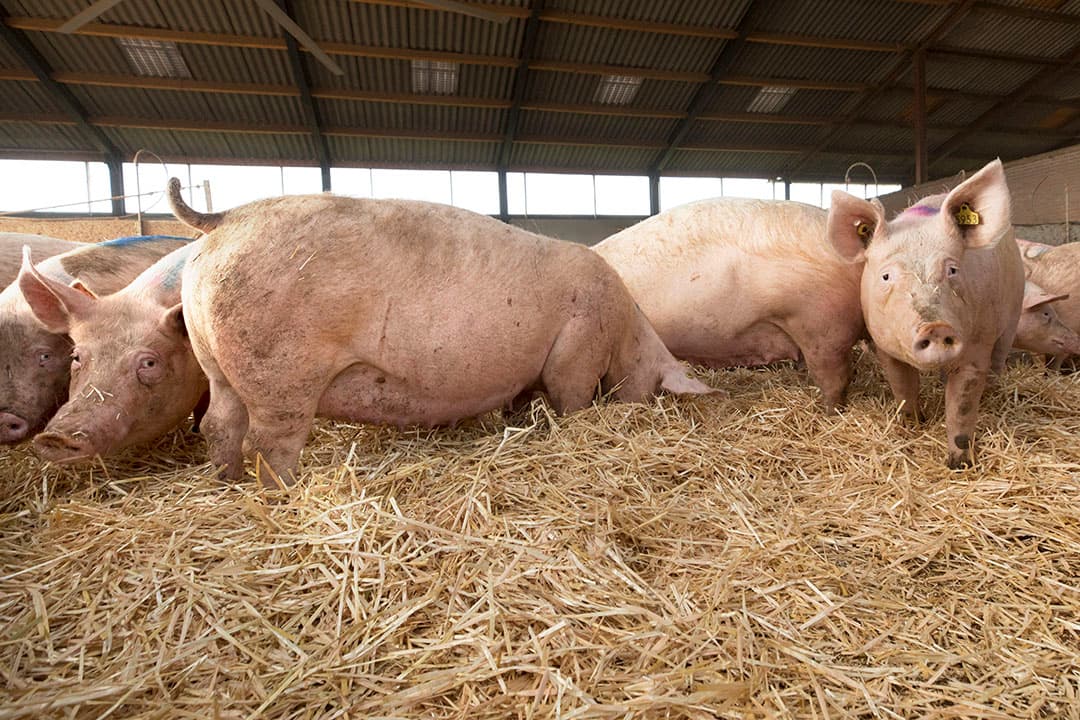 Foto: Koos Groenewold