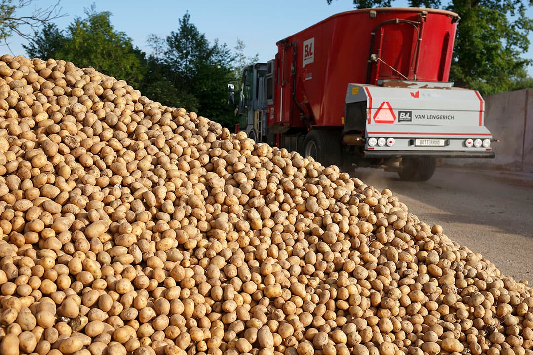 De coronacrisis zorgde voor een overschot aan fritesaadappelen. Een deel ervan werd aan koeien gevoerd. - Foto: Hans Prinsen
