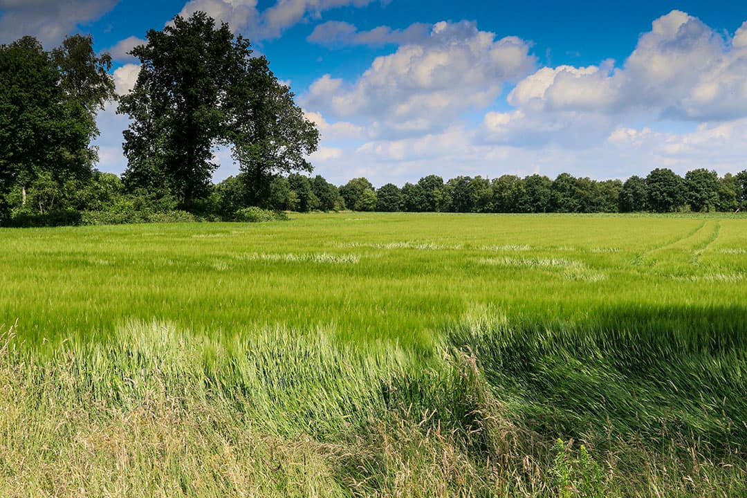 Foto: Jan Willem van Vliet