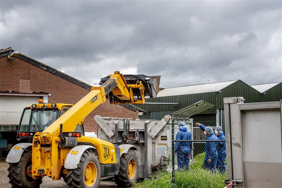 Ruiming van een nertsenhouderij in Ospel (L.), 10 juli 2020.  - Foto: ANP