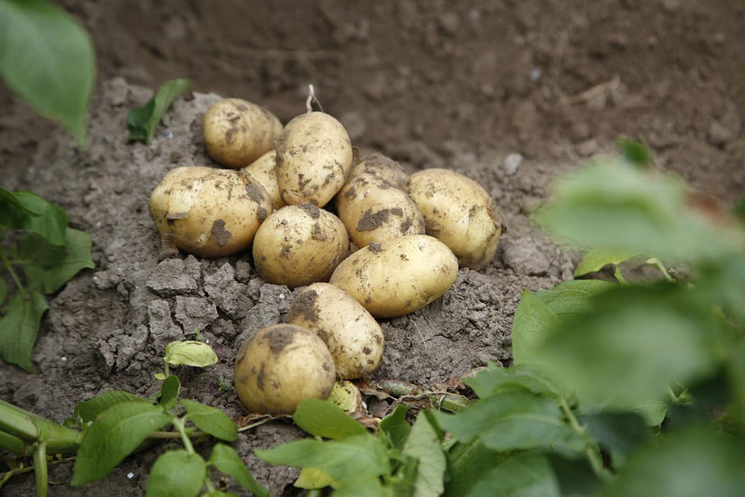 Aardappelen van het ras Fontane. - Foto: Hans Prinsen