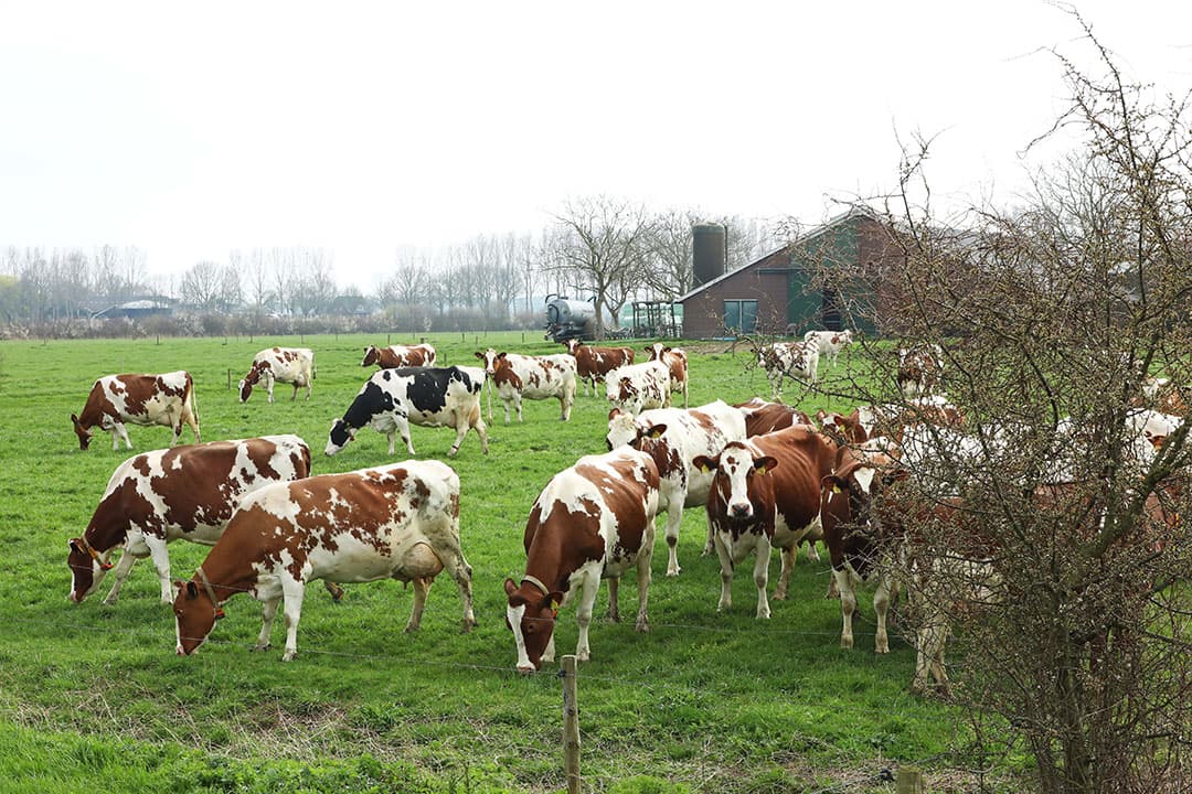 Foto: Henk Riswick