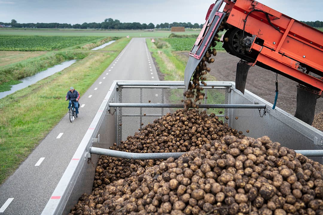 Laden van zetmeelaardappelen voor Avebe. - Foto: Mark Pasveer