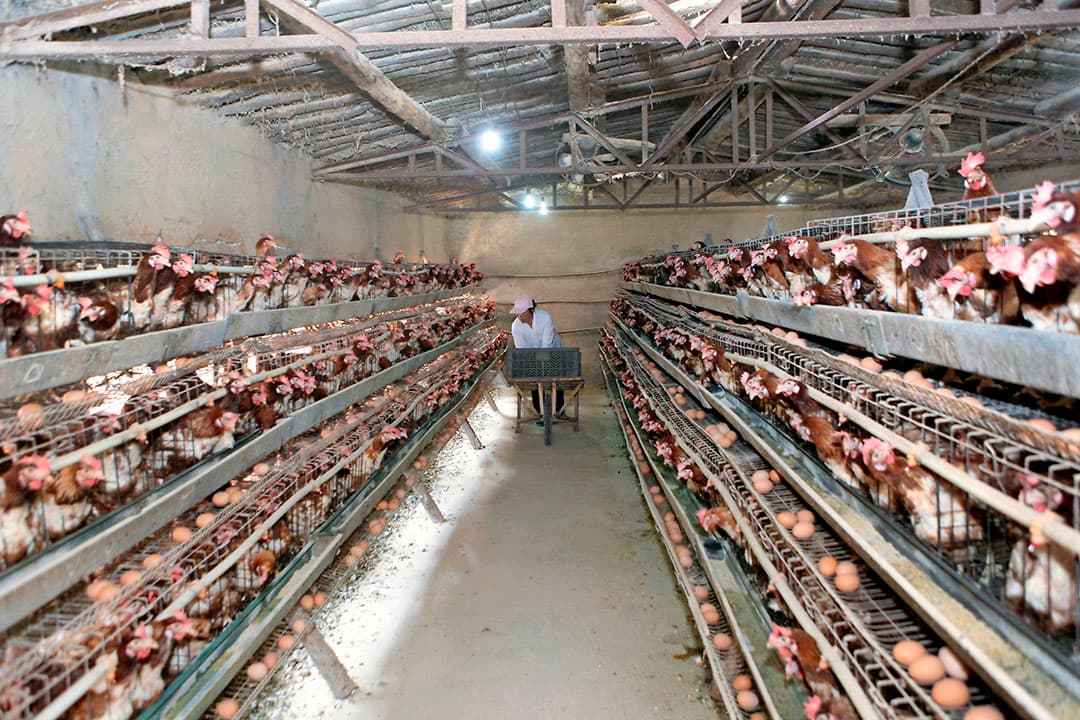 Onder aanvoering van China steeg de wereldproductie van eieren het afgelopen decennium met bijna een kwart. - Foto: Henk Riswick