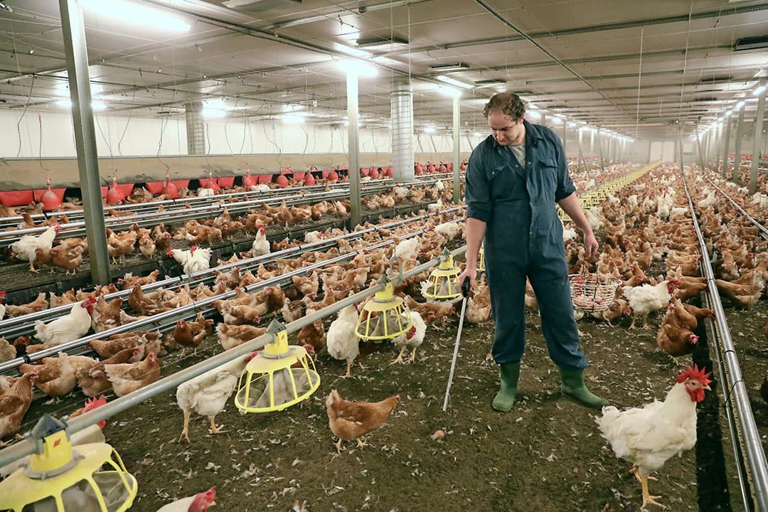 Een vermeerderaar raapt grondeieren bij zijn langzamergroeiende ouderdieren.