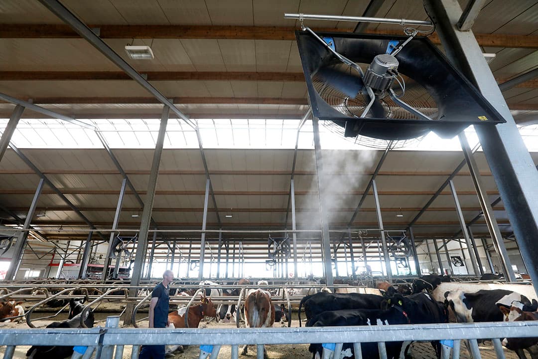 Om de hitte van afgelopen week uit de stal te houden heeft melkveehouder Sjon Peek in Herveld (Gld) recent 18 ventilatoren in de stal geïnstalleerd. In combinatie met de verneveling is de temperatuur voor de 250 melkkoeien zo n 5 graden naar beneden te brengen. De koeien gaan op de minder warme momenten van de dag naar buiten. - Foto: VidiPhoto