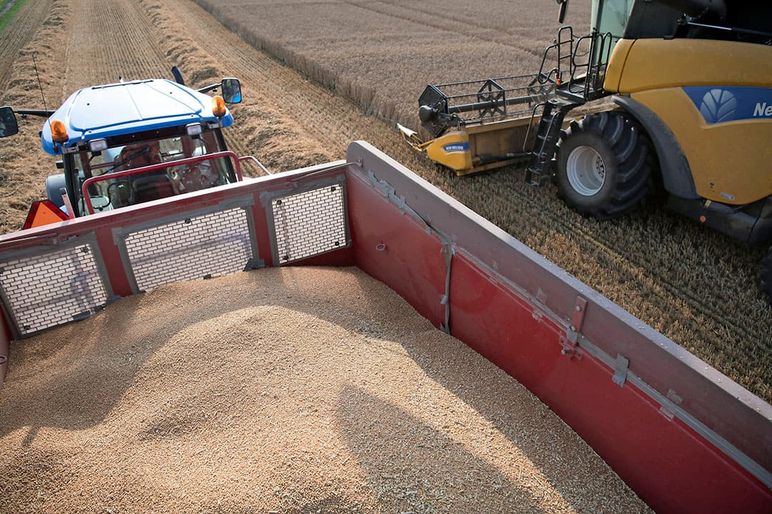 Dorsen van wintertarwe in Groningen. De opbrengst per hectare bedroeg volgens de poolbeheerders 10-11 ton, met lokaal uitschieters naar 12 ton. Foto: Mark Pasveer