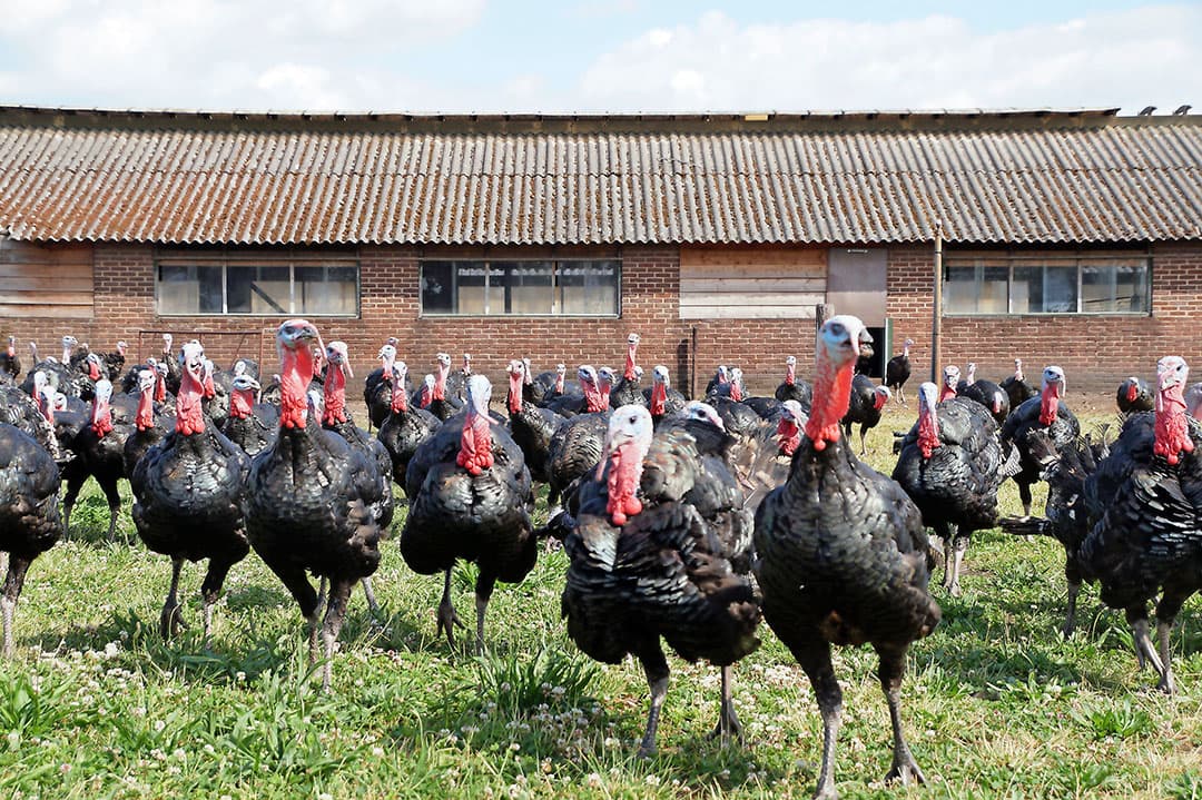 Uniek in Nederland: de weidekalkoen. Het ras is Caringa Catier, dat ook bij Beter Leven wordt gebruikt. - Foto: Monique van Loon