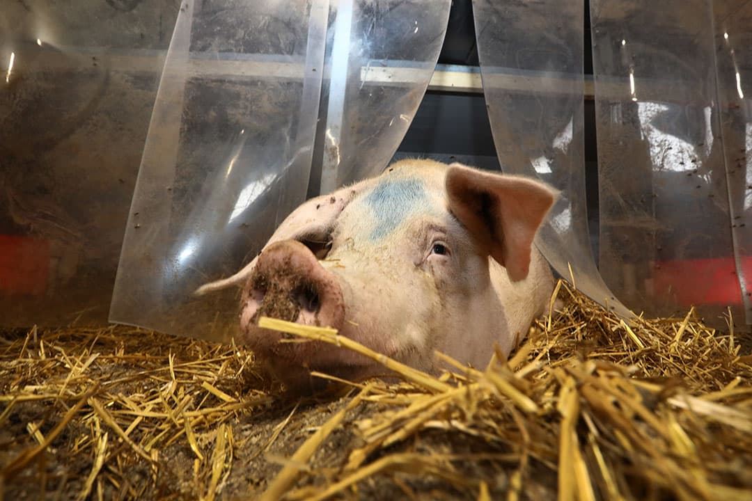 Keurmerken, zoals voor dierenwelzijn, vormen een belangrijk onderdeel van de strategie om producenten en consumenten met elkaar te verbinden. Foto: Henk Riswick