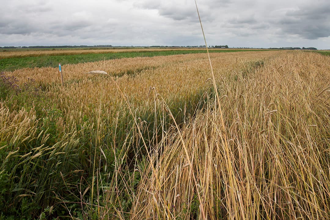 Mengteelt in de akkerbouw. - Foto: Hans Banus