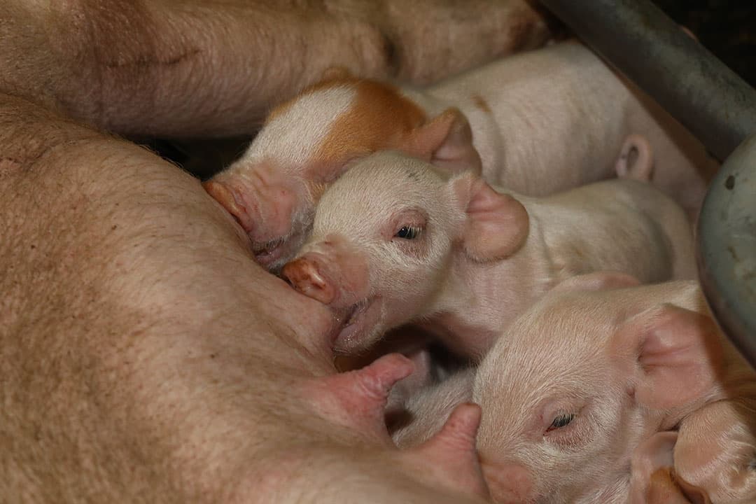 Foto: Henk Riswick