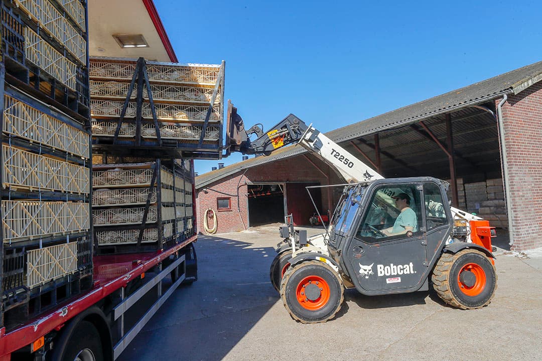 Laden van vleeskuikens. - Foto: Bert Jansen
